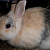 Photo de Lapin