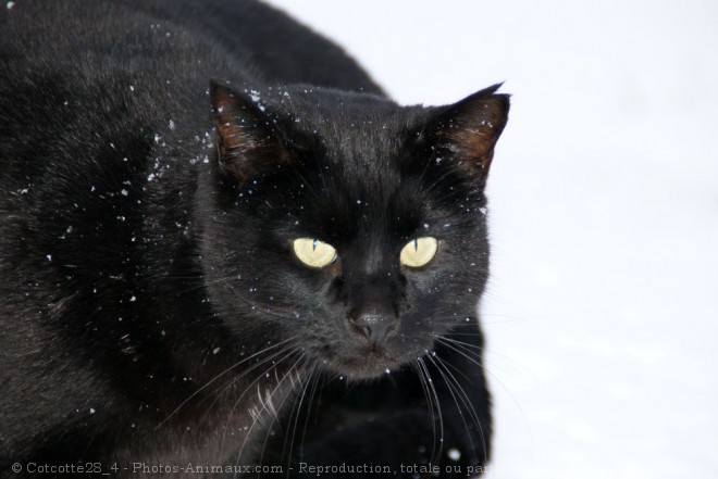 Photo de Chat domestique