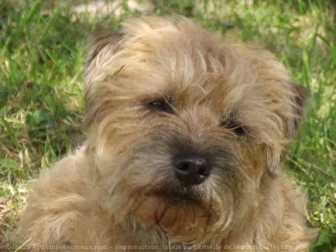 Photo de Border terrier