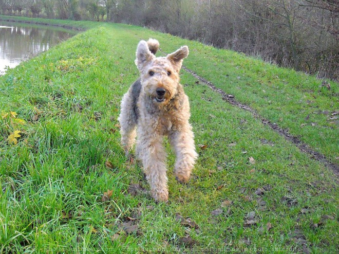 Photo d'Airedale terrier