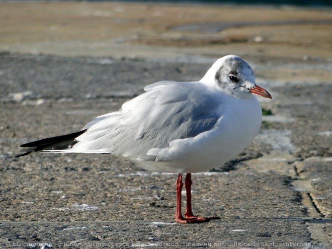 Photo de Mouette