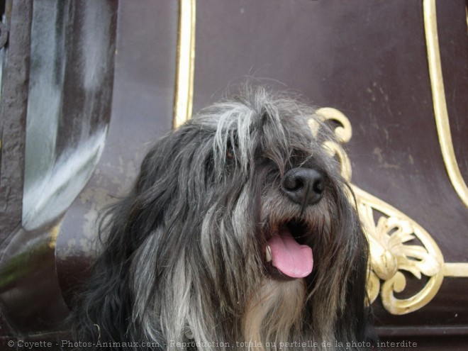 Photo de Berger polonais de plaine