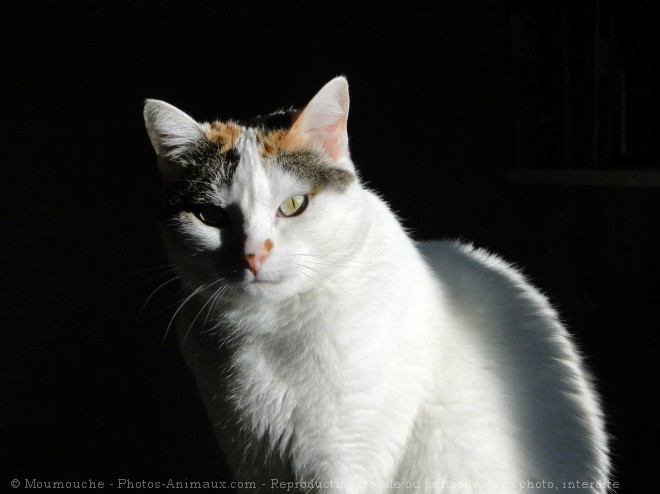 Photo de Chat domestique