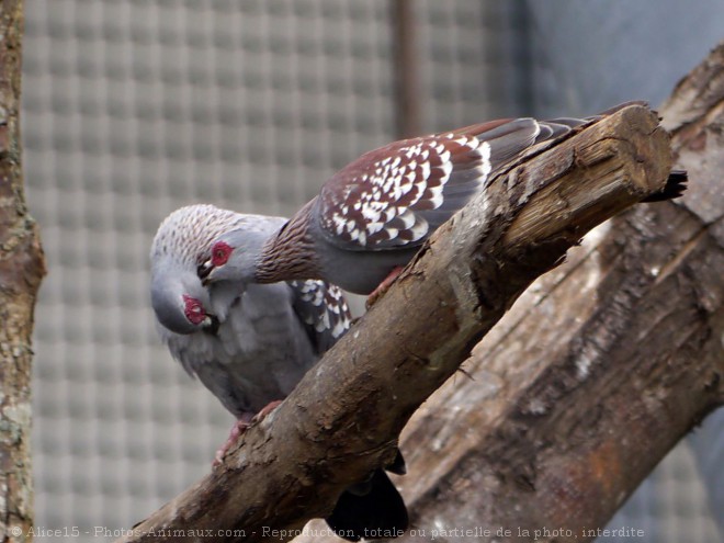 Photo de Pigeon - nouvelle-guine