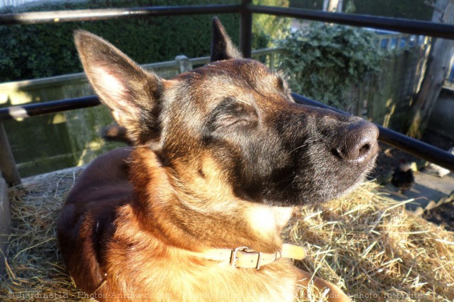 Photo de Berger belge malinois