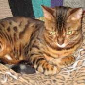 Photo de Bengal