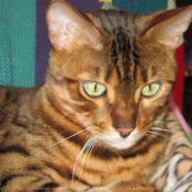 Photo de Bengal