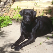 Photo de Labrador retriever