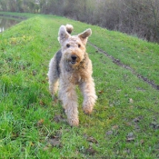 Photo d'Airedale terrier