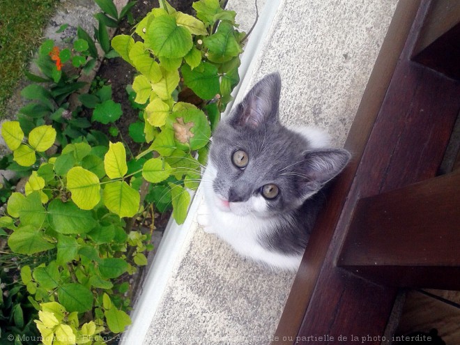 Photo de Chat domestique