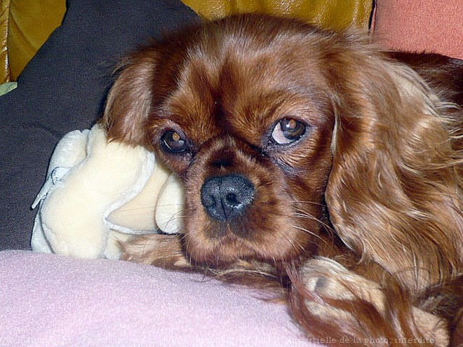 Photo de Cavalier king charles spaniel