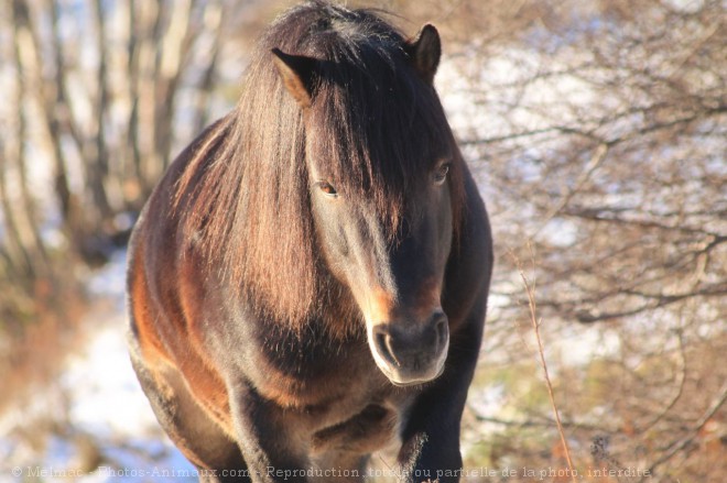 Photo de Poney (toutes races)