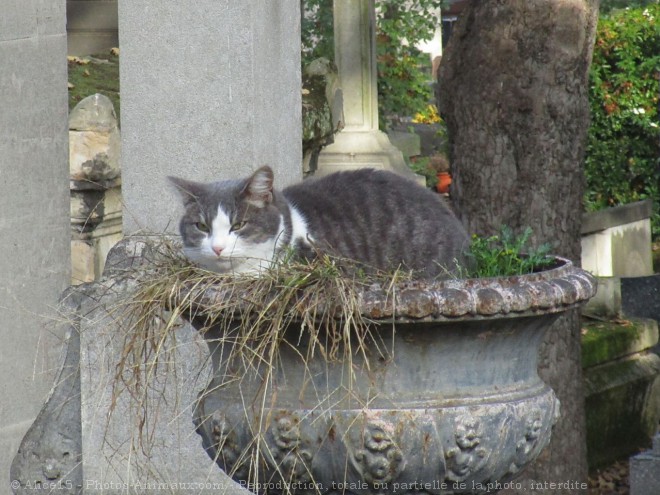 Photo de Chat domestique