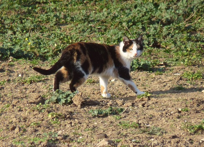 Photo de Chat domestique