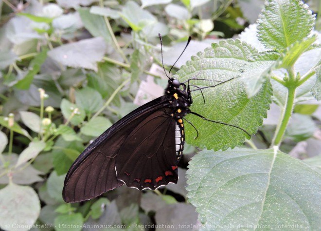 Photo de Papillon