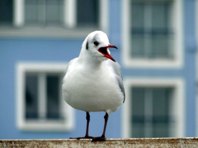 Photo de Mouette