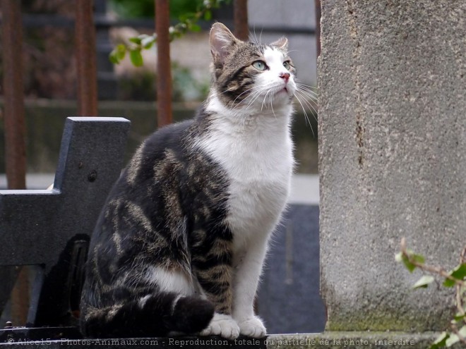 Photo de Chat domestique