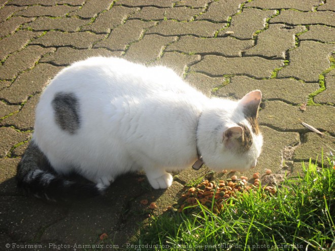 Photo de Chat domestique