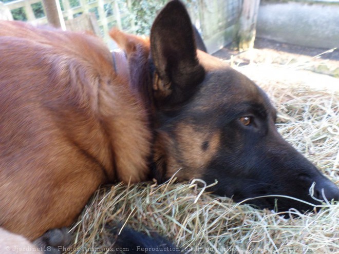 Photo de Berger belge malinois