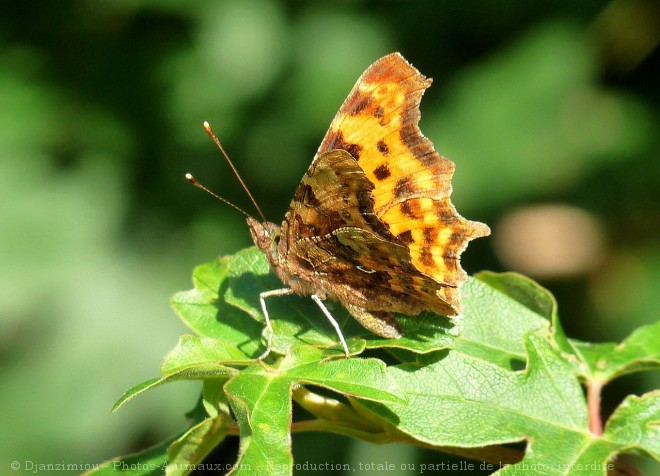 Photo de Papillon