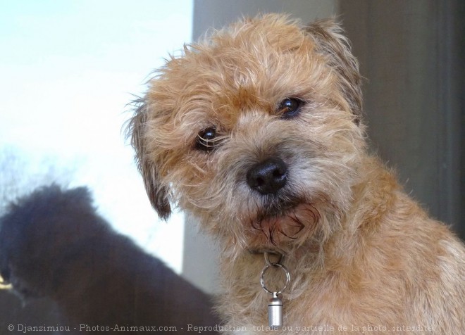 Photo de Border terrier