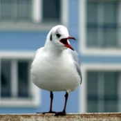 Photo de Mouette