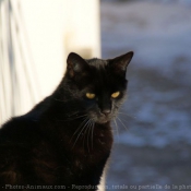 Photo de Chat domestique