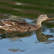 Photo de Canard colvert