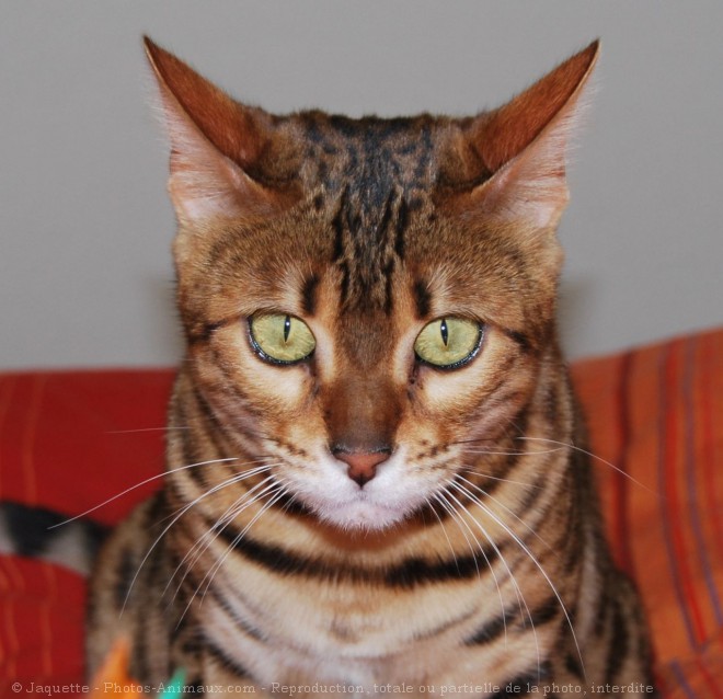 Photo de Bengal