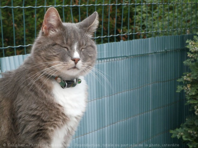 Photo de Chat domestique