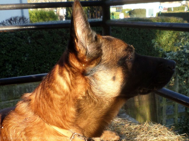 Photo de Berger belge malinois