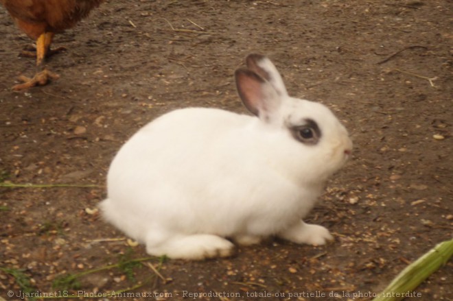 Photo de Lapin