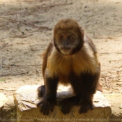 Photo de Singe - capucin