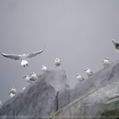 Photo de Mouette