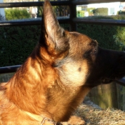 Photo de Berger belge malinois