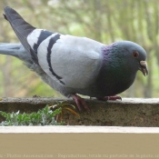 Photo de Pigeon