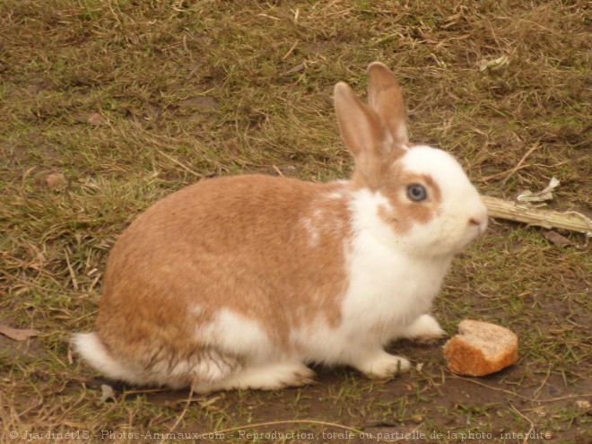 Photo de Lapin