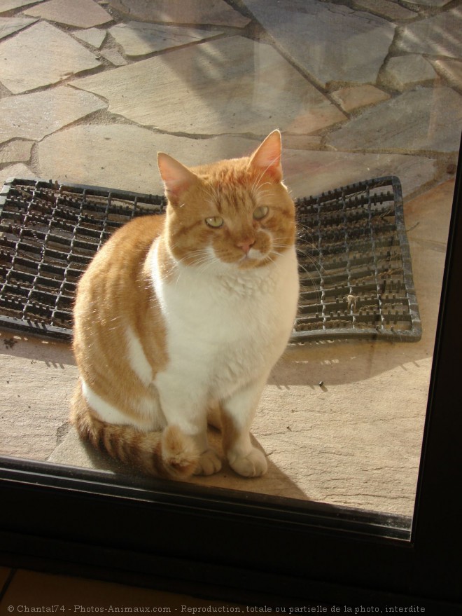 Photo de Chat domestique