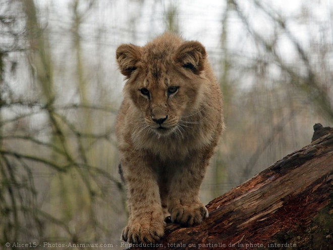 Photo de Lion