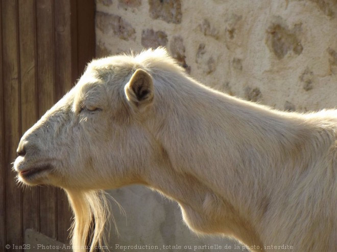 Photo de Chvre