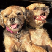 Photo de Border terrier