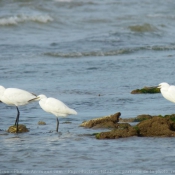 Photo d'Aigrette