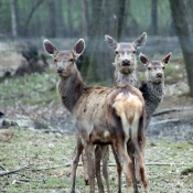 Photo de Biche