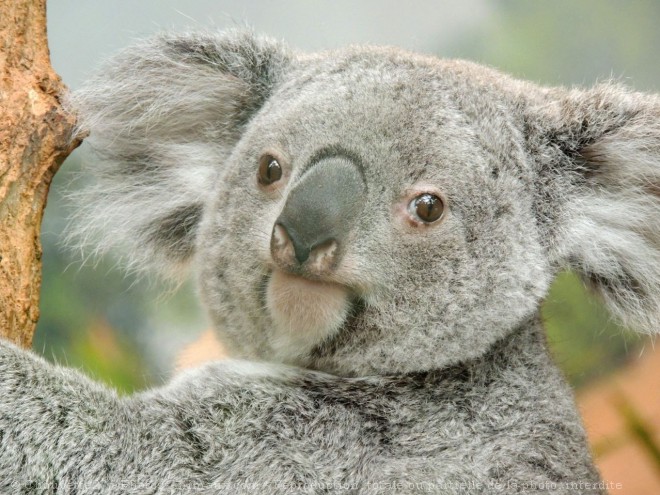 Photo de Koala