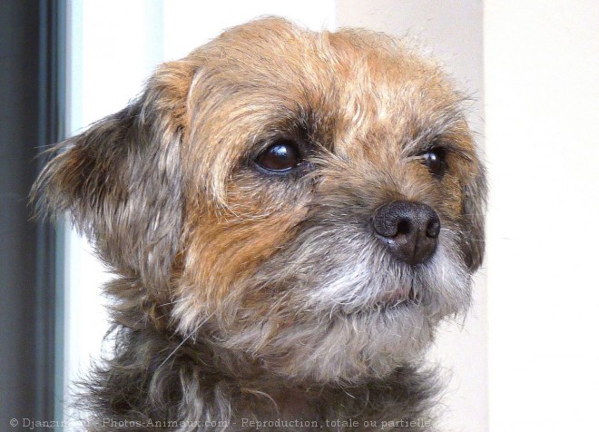 Photo de Border terrier