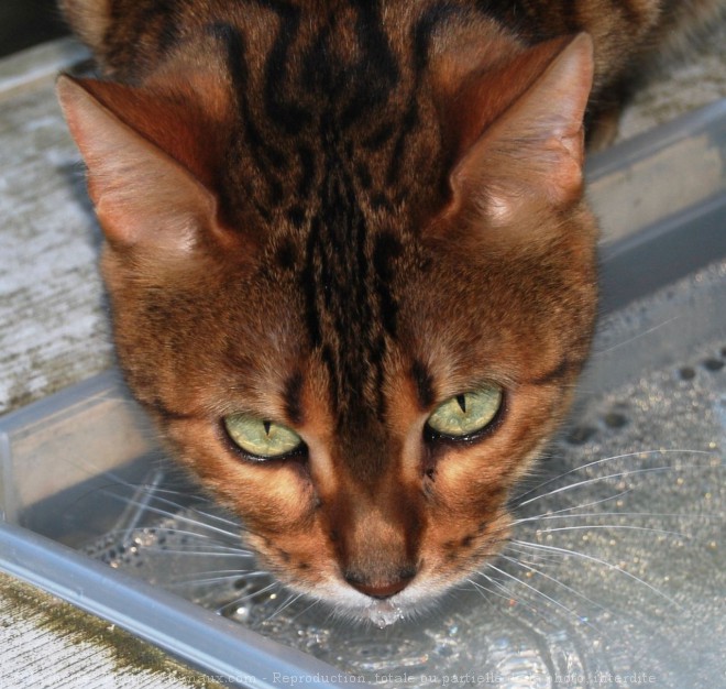 Photo de Bengal