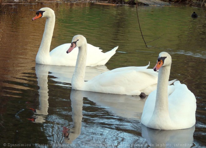 Photo de Cygne