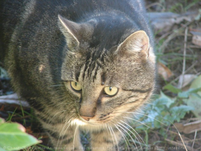 Photo de Chat domestique