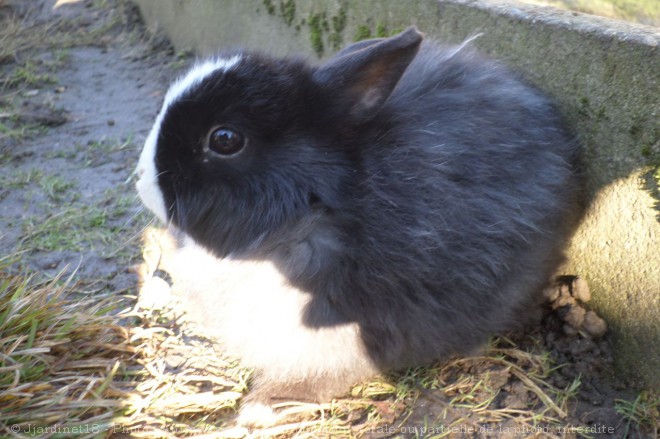 Photo de Lapin