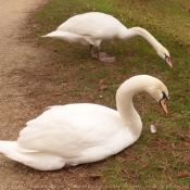 Photo de Cygne